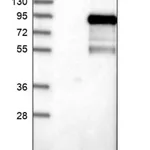 Merck Anti-CSRNP2 antibody produced in rabbit