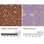 Merck Anti-CADM2 antibody produced in rabbit