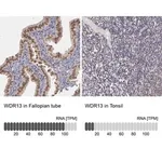 Merck Anti-WDR13 antibody produced in rabbit