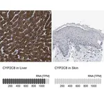 Merck Anti-CYP2C8 antibody produced in rabbit