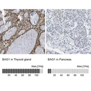 Merck Anti-BAG1 antibody produced in rabbit