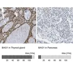 Merck Anti-BAG1 antibody produced in rabbit
