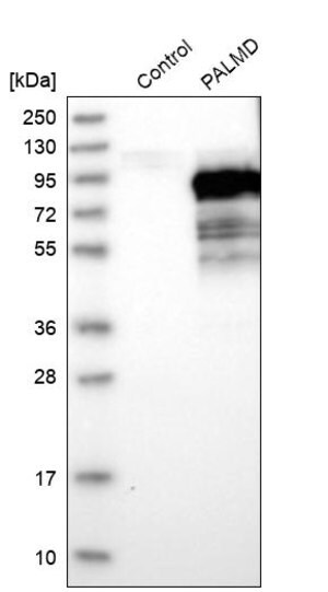Merck Anti-PALMD antibody produced in rabbit