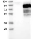 Merck Anti-PALMD antibody produced in rabbit