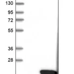Merck Anti-PDZD11 antibody produced in rabbit