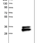 Merck Anti-TMEM176A antibody produced in rabbit