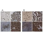 Merck Anti-UGGT1 antibody produced in rabbit