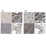 Merck Anti-ZFPL1 antibody produced in rabbit