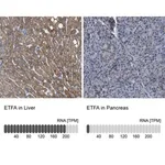 Merck Anti-ETFA antibody produced in rabbit