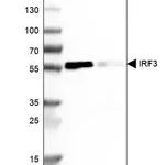 Merck Anti-IRF3 antibody produced in rabbit