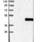 Merck Anti-DNAJB11 antibody produced in rabbit