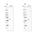 Merck Anti-GALK1 antibody produced in rabbit