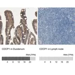 Merck Anti-CDCP1 antibody produced in rabbit