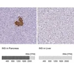 Merck Anti-INS antibody produced in rabbit