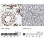 Merck Anti-HIP1 antibody produced in rabbit