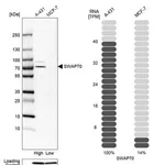 Merck Anti-SWAP70 antibody produced in rabbit