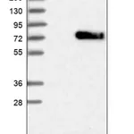 Merck Anti-ENTPD2 antibody produced in rabbit