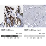 Merck Anti-GOLM1 antibody produced in rabbit