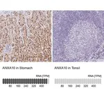 Merck Anti-ANXA10 antibody produced in rabbit