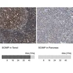 Merck Anti-SCIMP antibody produced in rabbit