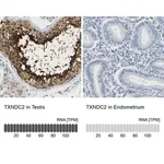 Merck Anti-TXNDC2 antibody produced in rabbit