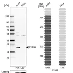 Merck Anti-CYB5B antibody produced in rabbit