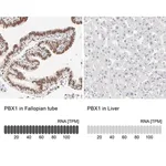 Merck Anti-PBX1 antibody produced in rabbit