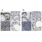 Merck Anti-NSRP1 antibody produced in rabbit