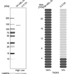 Merck Anti-TAOK3 antibody produced in rabbit
