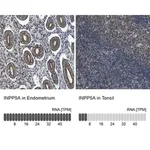 Merck Anti-INPP5A antibody produced in rabbit