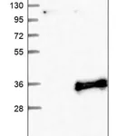 Merck Anti-FAM3B antibody produced in rabbit