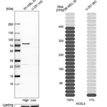 Merck Anti-ACSL3 antibody produced in rabbit