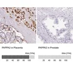 Merck Anti-PAPPA2 antibody produced in rabbit
