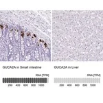 Merck Anti-GUCA2A antibody produced in rabbit