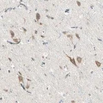 Merck Anti-SLC6A15 antibody produced in rabbit