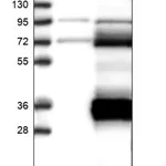 Merck Anti-LRRC3 antibody produced in rabbit