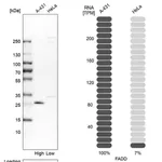 Merck Anti-FADD antibody produced in rabbit