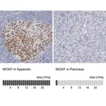Merck Anti-MCM7 antibody produced in rabbit