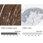Merck Anti-STBD1 antibody produced in rabbit