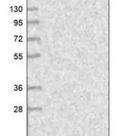 Merck Anti-DPM3 antibody produced in rabbit