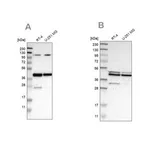 Merck Anti-CFAP36 antibody produced in rabbit