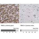 Merck Anti-RBKS antibody produced in rabbit