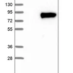 Merck Anti-WSCD1 antibody produced in rabbit
