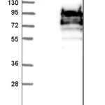 Merck Anti-SCYL3 antibody produced in rabbit