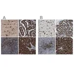 Merck Anti-UGGT1 antibody produced in rabbit