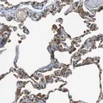Merck Anti-FCAR antibody produced in rabbit