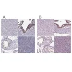 Merck Anti-ARID3A antibody produced in rabbit