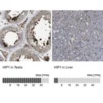 Merck Anti-HIP1 antibody produced in rabbit
