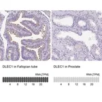 Merck Anti-DLEC1 antibody produced in rabbit
