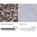 Merck Anti-SNCG antibody produced in rabbit